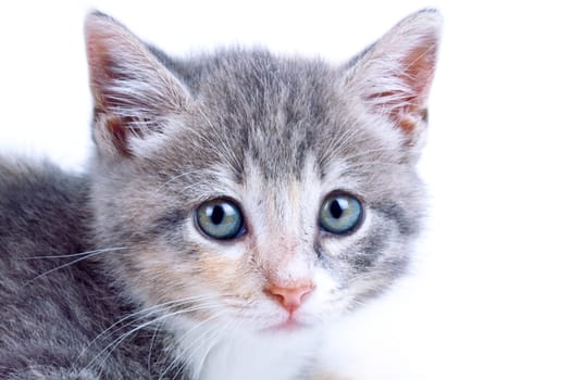 Playful kitten.