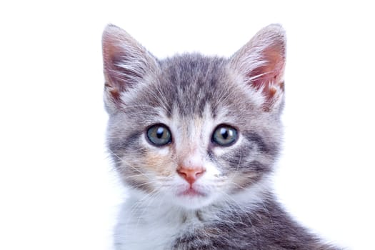 Playful kitten.