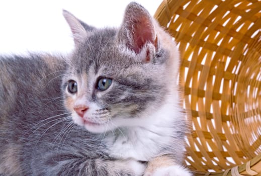 Playful kitten.