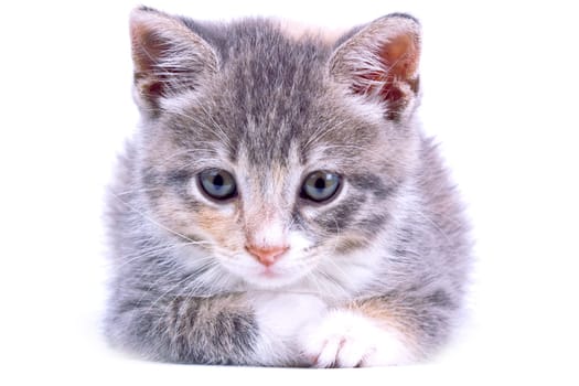 Playful kitten.