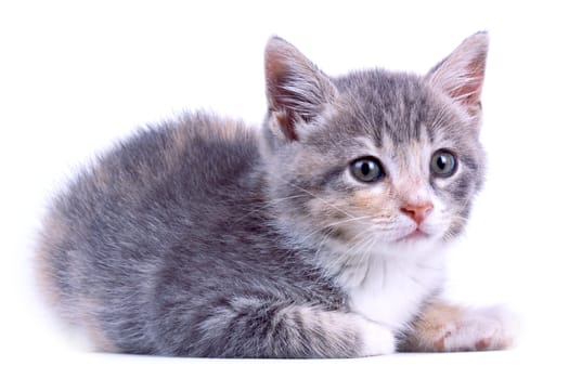 Playful kitten.