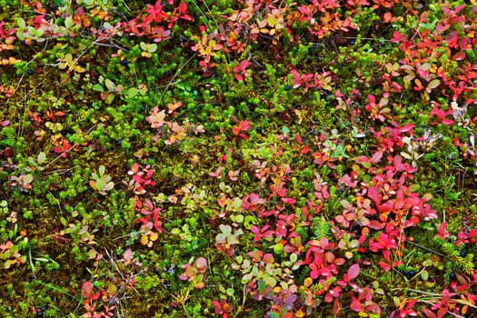 Flowers and plants background, South Area, Iceland