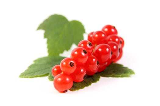 Currants Optional