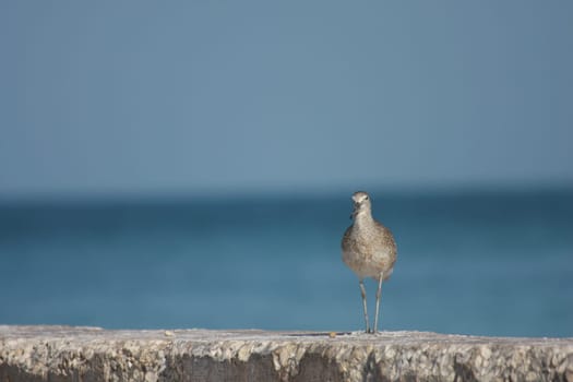 The Bird and the Sea