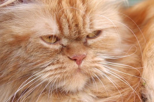 Persian tomcat