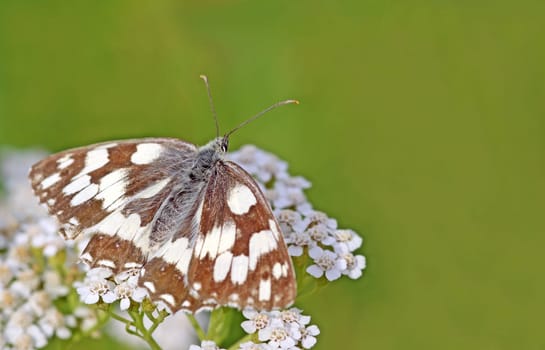 Checkerboard butterfly [Melanargia galathea]