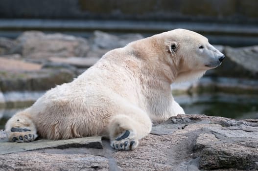 Reclining Polar Bear