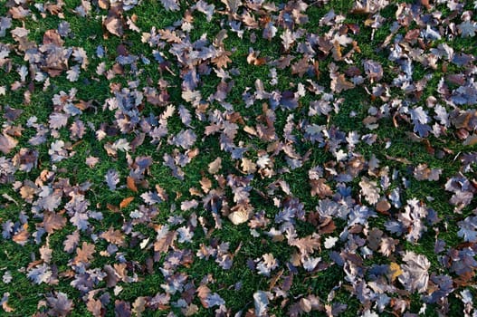 Leaves on meadow