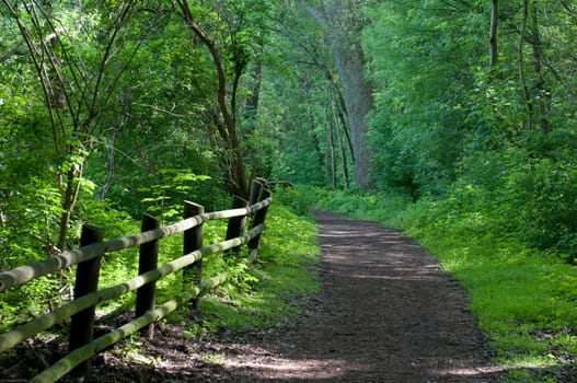 forest path