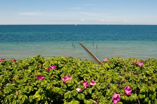 Dog rose on the Baltic Sea