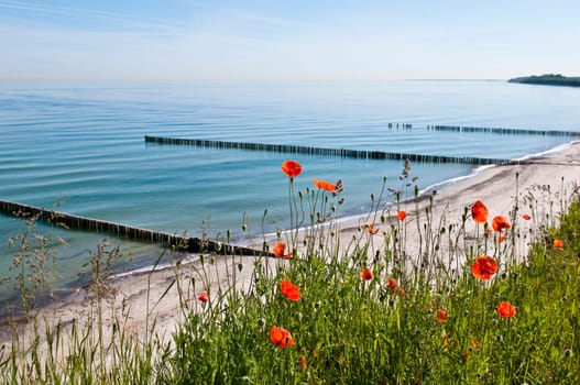 Poppies on the Baltic Sea
