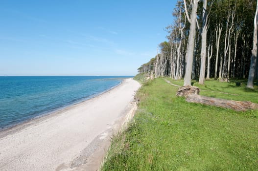 Ghost Forest
