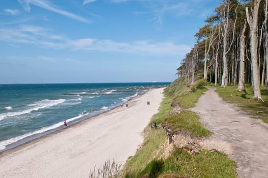 Baltic Sea with coastal forest
