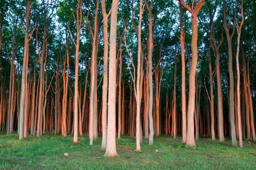 Ghost forest in the evening light