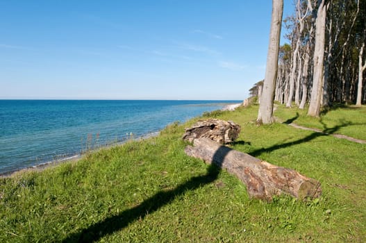 Baltic Sea with coastal forest