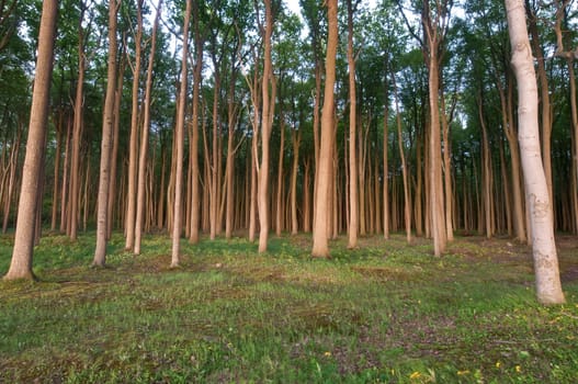 Ghost Forest