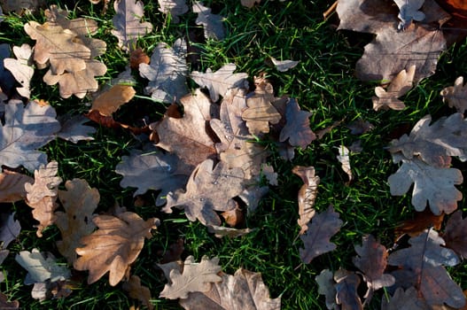 Foliage on meadow