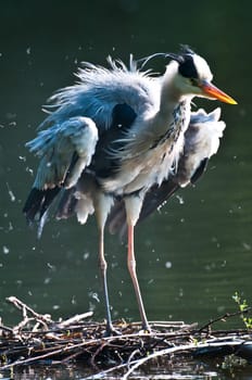 Grey heron