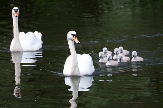 Swans with cubs