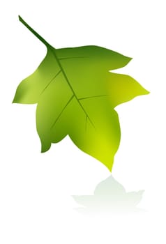 green leaf