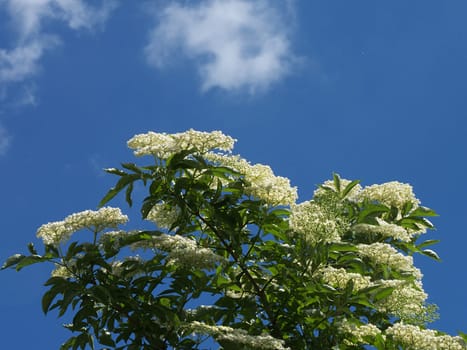 Elderflower