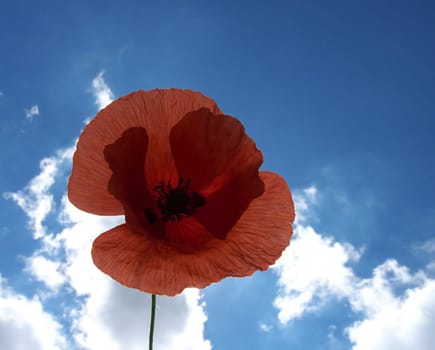 Corn poppy