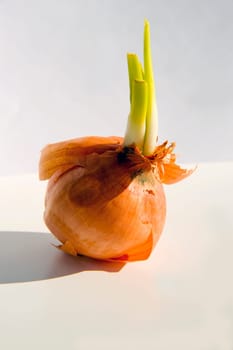 Onion