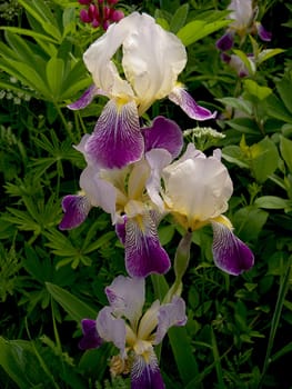 Iris