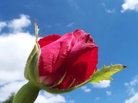 Red rosebud against blue sky