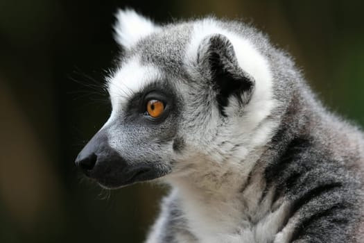 KattaPortrait