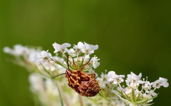 The photo shows the larva of the purple stink bug in its last dress. Bedbugs are hemimetabolic,they go through five larval stages separated by moulting. In the process,the larvae gradually become more and more similar to the adult animal. This last larva