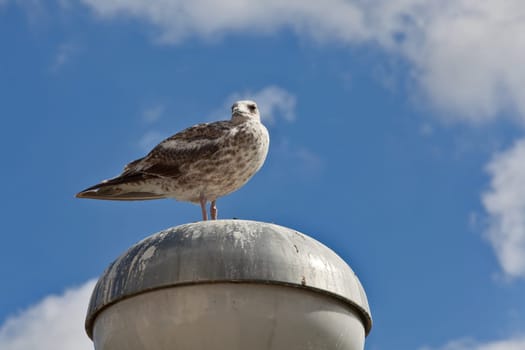 Lookout