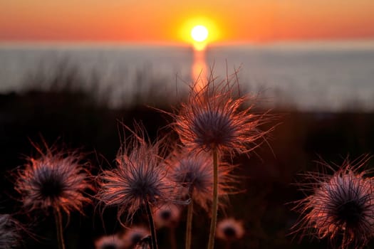 Baltic Sea coast in the evening............