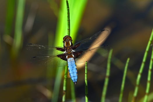 Flat-bellied - Dragonfly X