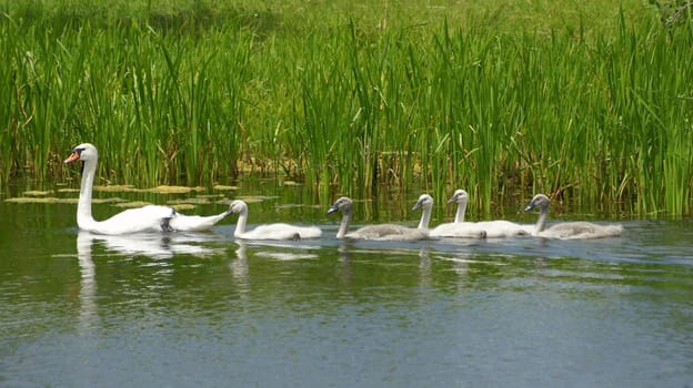 Mute swan with quintuplets