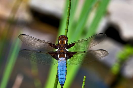Flat-bellied - Dragonfly IIX
