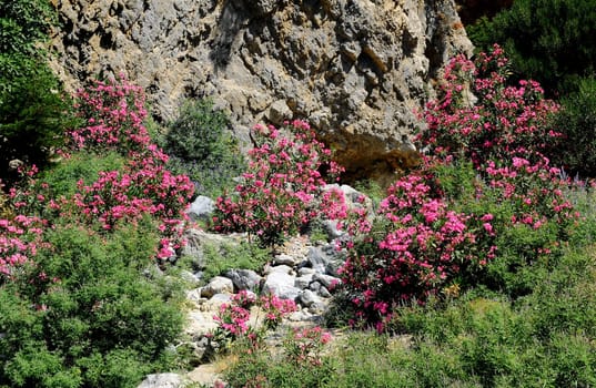 Gorge in Crete