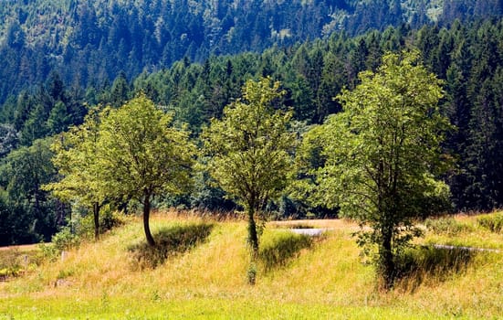 Black Forest ,Baiersbronn in summer