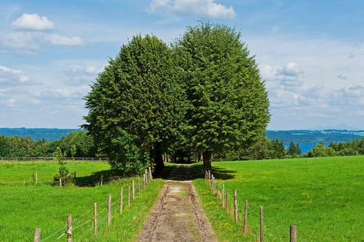 Lindenallee in Upper Bavaria