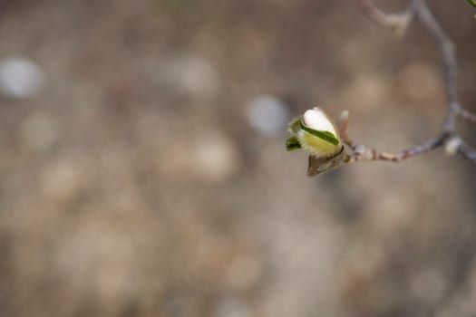 Bud of the mock anemone