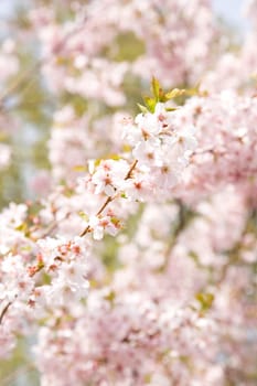 Cherry Blossoms - Blossoms in Spring
