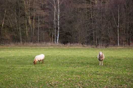 Two sheep in the pasture