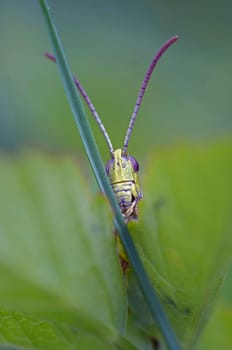 grasshopper behidn blade of grass