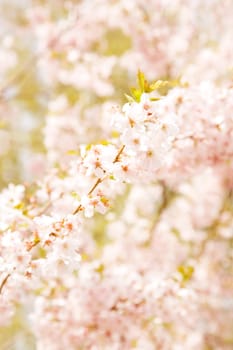 Cherry Blossoms - Blossoms in Spring