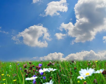 Landscape,Clouds,Meadow,Sun,Flowers