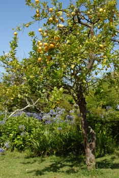 Mediterranean garden with lemon tree