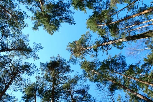 wood
