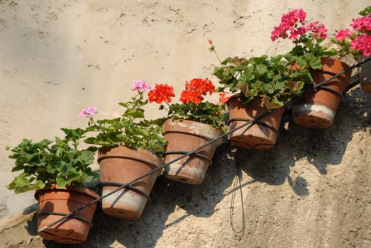 Geranium pots
