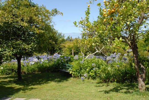 Mediterranean garden with lemon tree