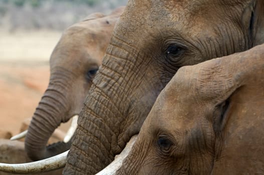 Elephants in Kenya